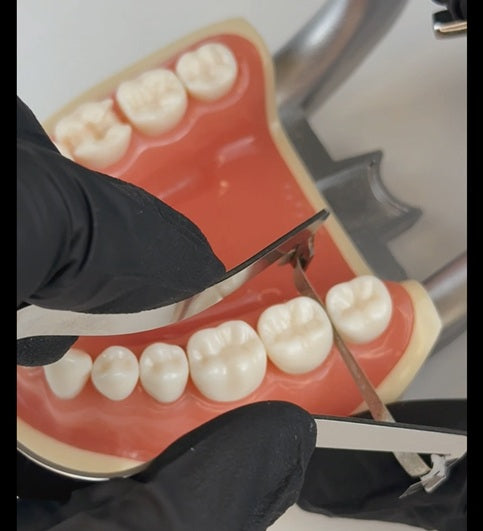 Posterior Strip Holder